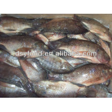 Frozen BLACK Tilapia fish W/R WGS WGGS BQF